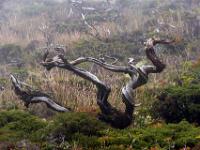 Baumheide "Hörner" bei Nebelstimmung - Insel Pico